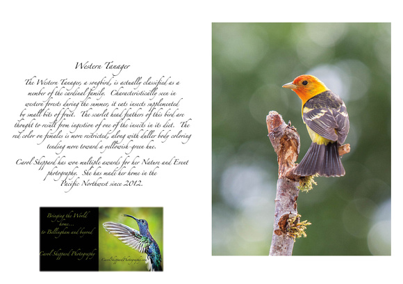 Western Tanager